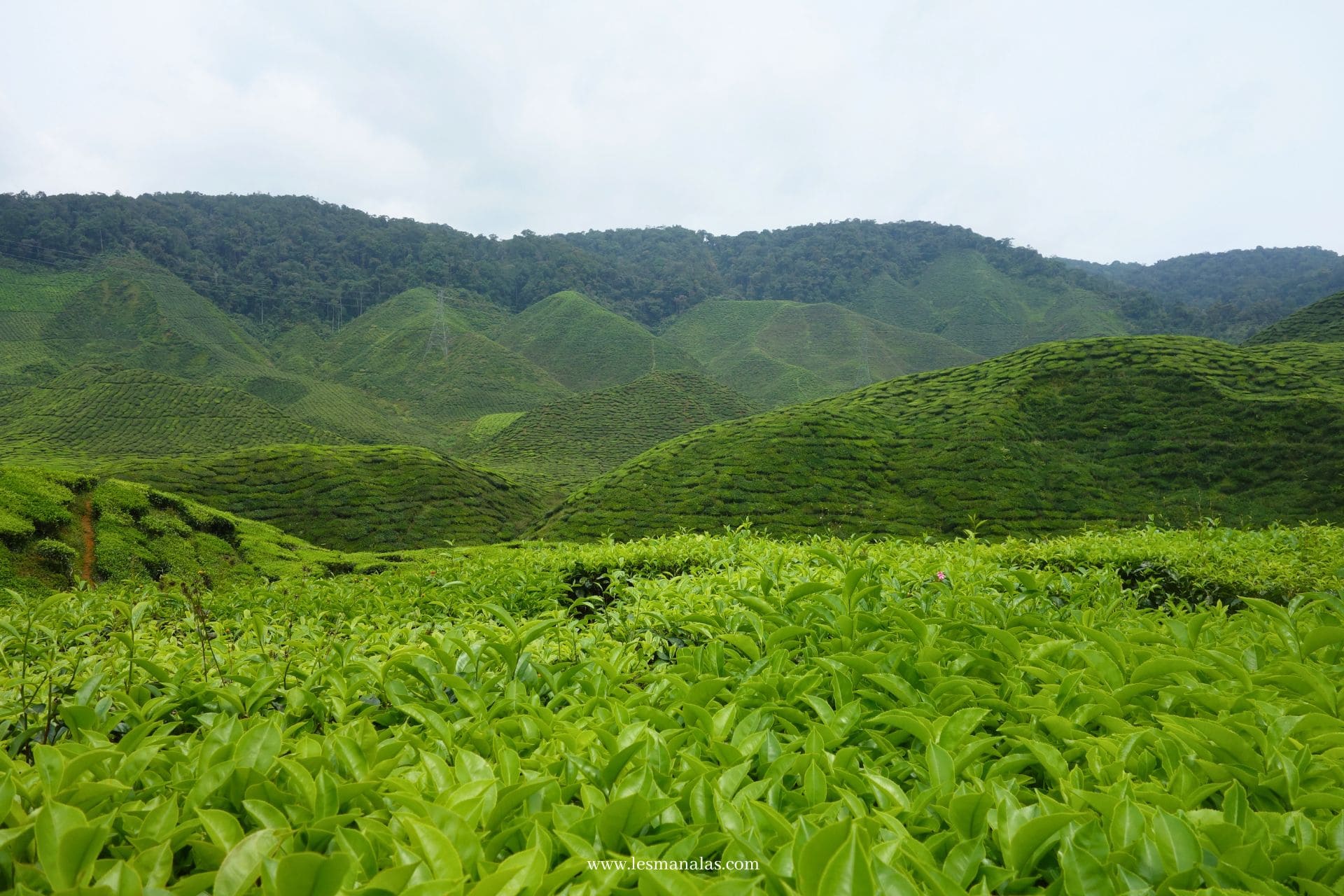 20/07/2017 - Randonnée dans les plantations de thé de Cameron Highlands
