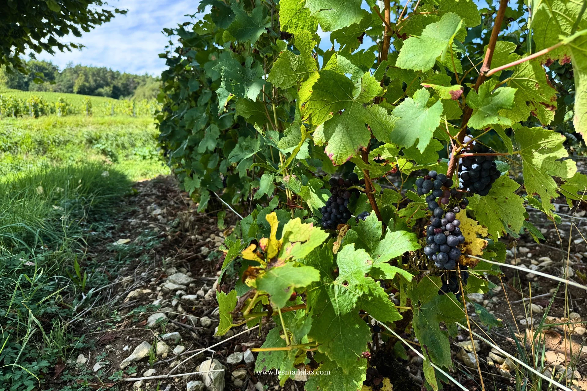 Les vignobles de l'Aube
