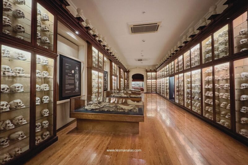 canariens-musee